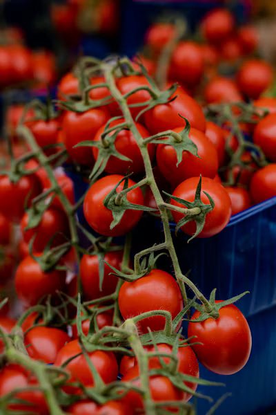 Crates of just-picked tomatoes and greens from a local farm